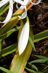 Seven-sisters <BR>Spring-lily